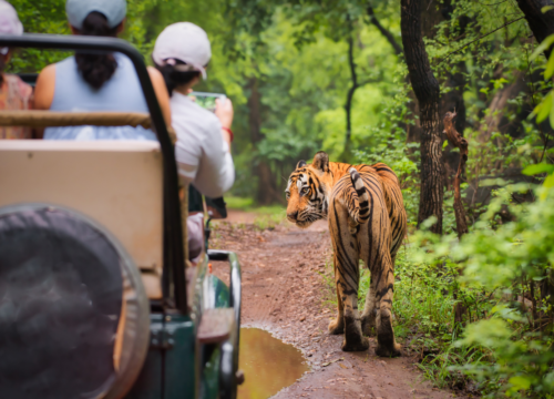 Golden Triangle Tour With Wildlife