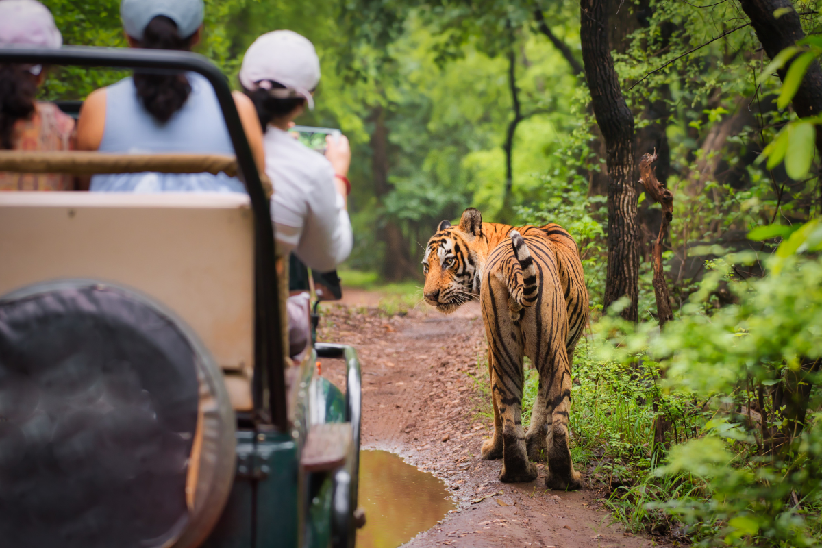 Golden Triangle Tour With Wildlife