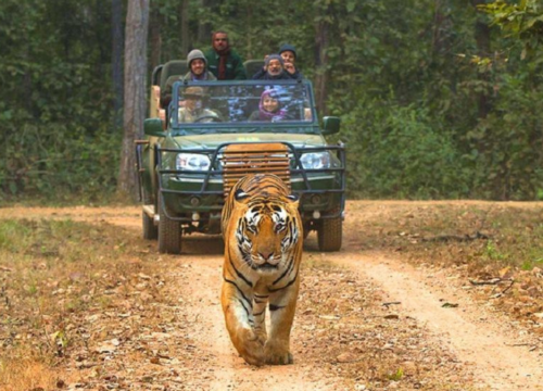 Wildlife of India – Explore Nature’s Untamed Wonders